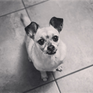 Team Page: Team Chihuahua!